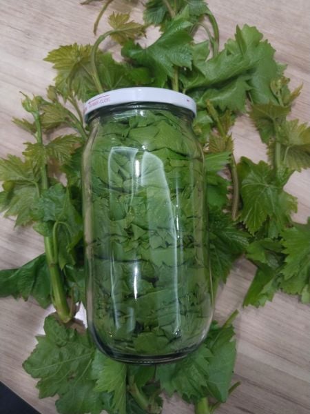 KURU BASIM YAPRAK